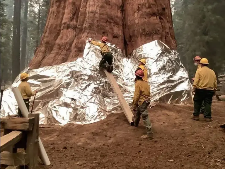 巨杉：活过恐龙时代的防火巨人，为啥说巨杉是一种可怕的生物?