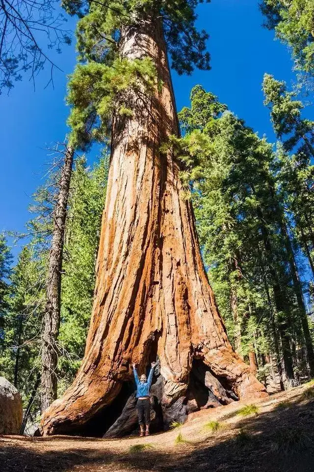 巨杉：活过恐龙时代的防火巨人，为啥说巨杉是一种可怕的生物?