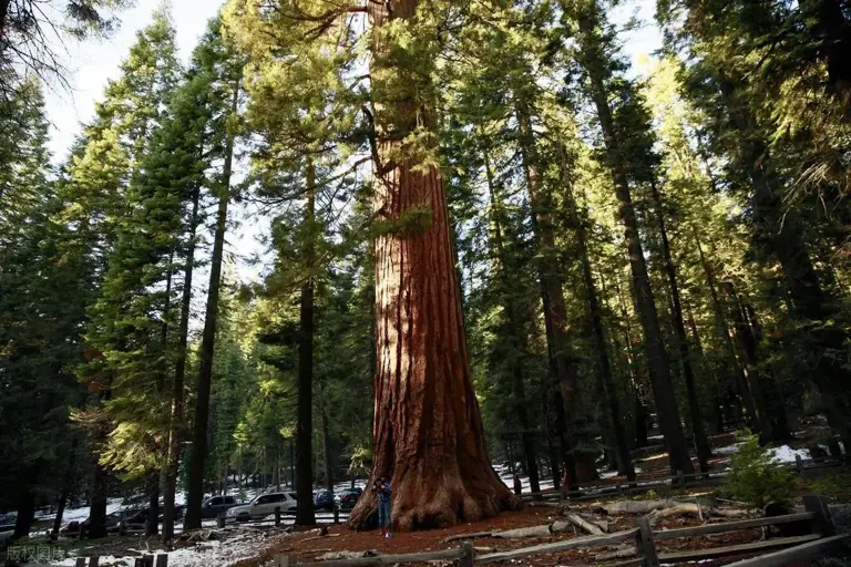 巨杉：活过恐龙时代的防火巨人，为啥说巨杉是一种可怕的生物?