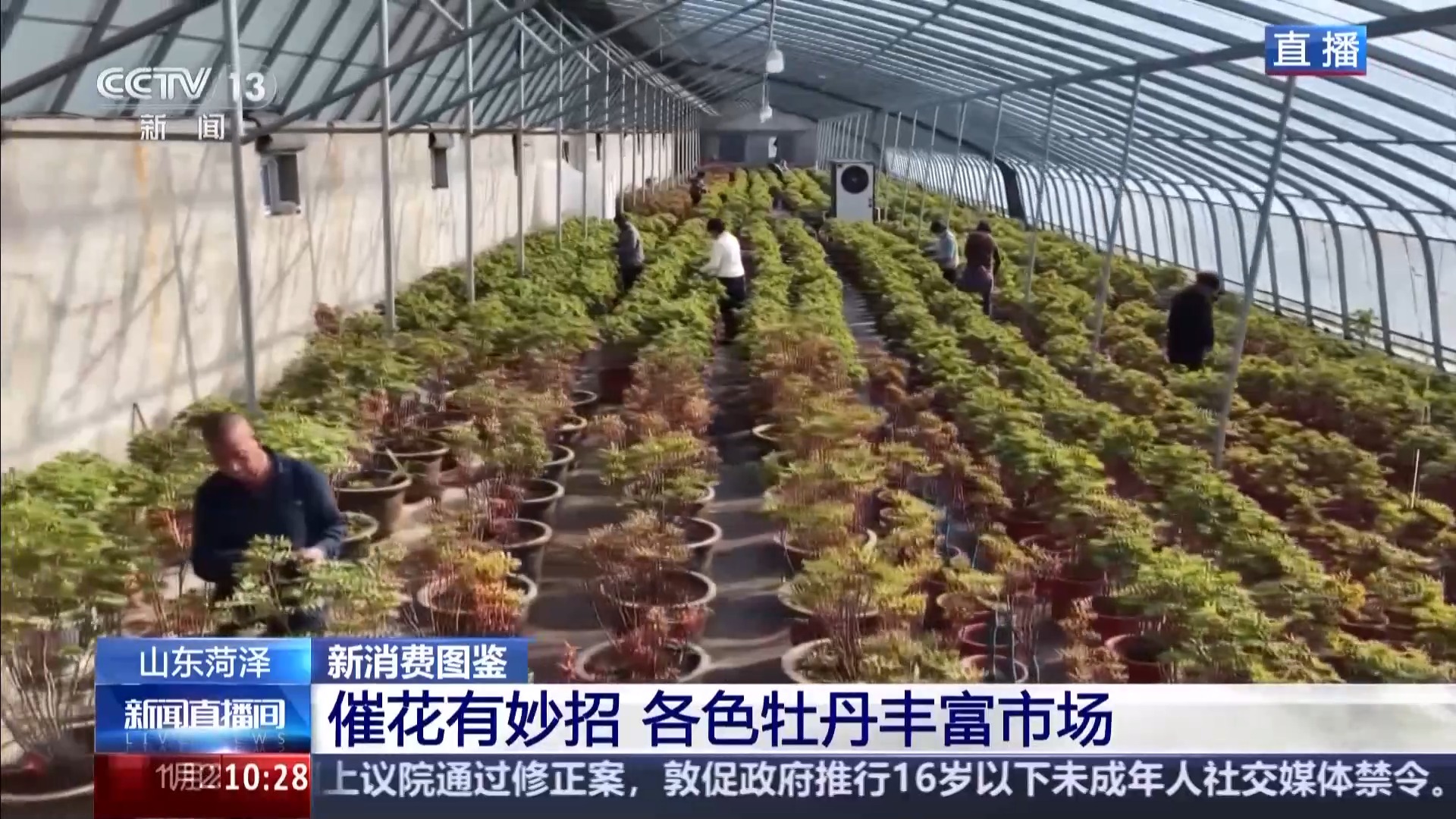 国色添香 牡丹花成村民致富花