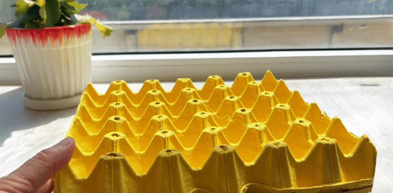 才清楚，鸡蛋托盘是个宝，放在阳台特别厉害，看完回家找出来