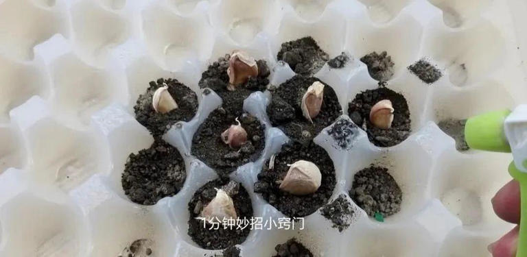 才清楚，鸡蛋托盘是个“宝”，放在阳台特别厉害，看完回家找出来