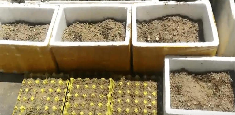 才清楚，鸡蛋托盘是个“宝”，放在阳台特别厉害，看完回家找出来