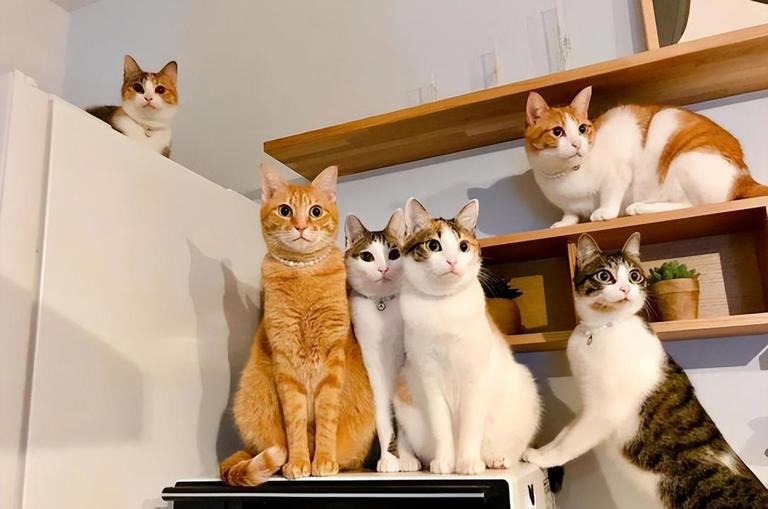 亲身经历告诉你，养一只猫和养很多只猫，差别很大!
