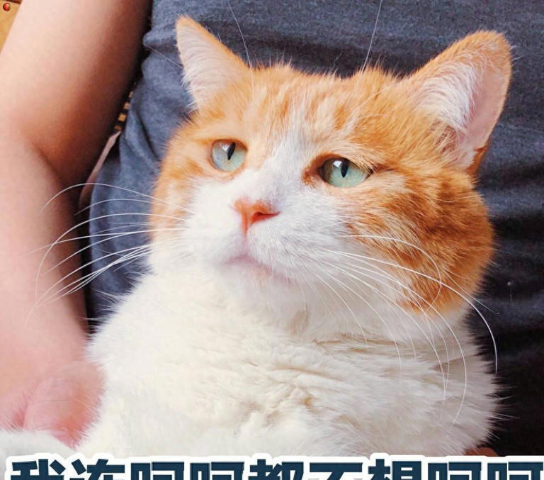 亲身经历告诉你，养一只猫和养很多只猫，差别很大!