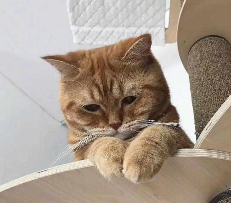 亲身经历告诉你，养一只猫和养很多只猫，差别很大!