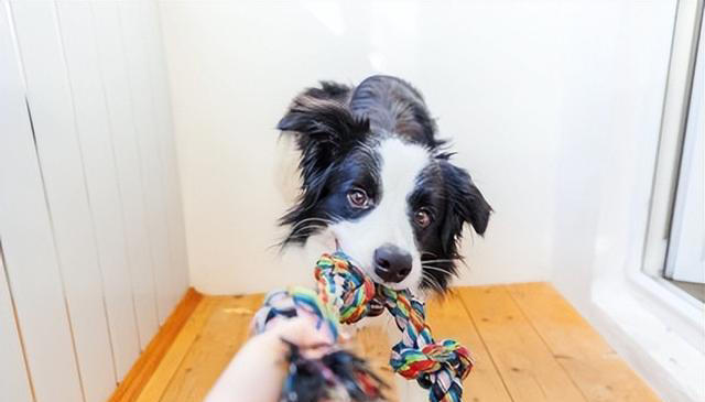 牵狗时的4大禁忌：爱犬负担的来源与影响
