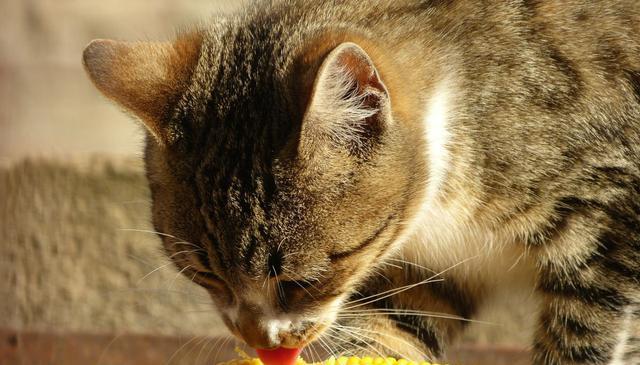 猫的玉米饮食之谜：喂食猫吃玉米的利与弊