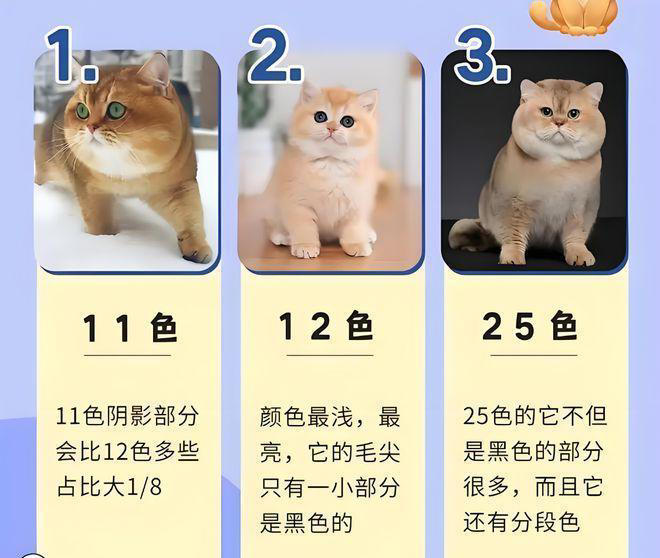 为什么越来越多人不喜欢养金渐层?