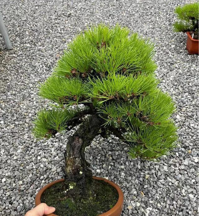 “阴树不进家门，阳树不进坟墓”，哪些是“阴树”和“阳树”呢？