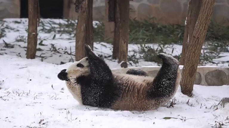 陕西：降雪过后 大熊猫在雪地撒欢打滚