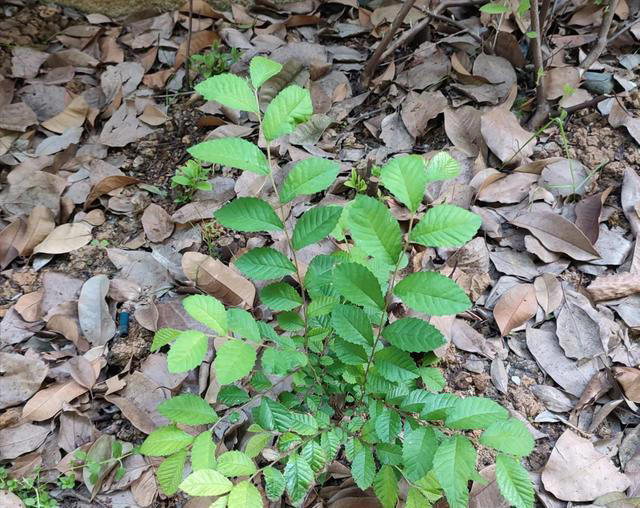 “阴树不进家门，阳树不进坟墓”，哪些是“阴树”和“阳树”呢？