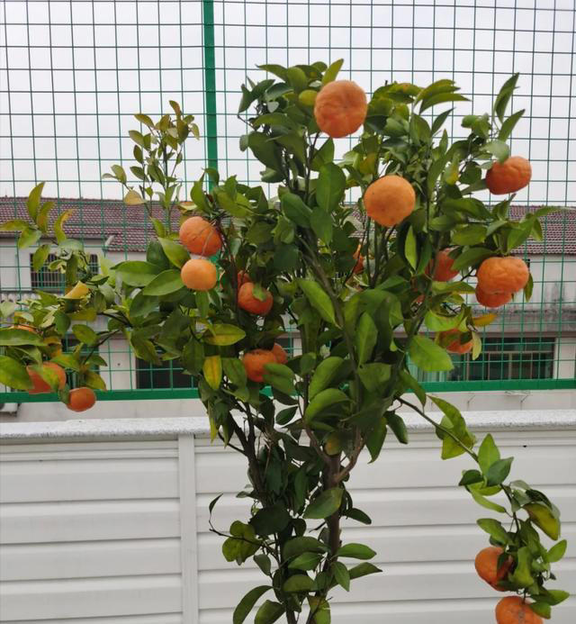 “阴树不进家门，阳树不进坟墓”，哪些是“阴树”和“阳树”呢？