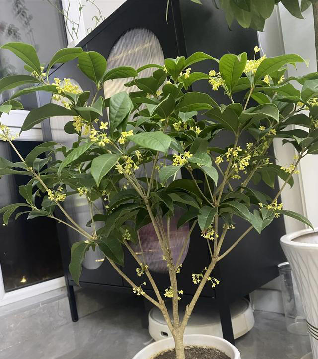 “阴树不进家门，阳树不进坟墓”，哪些是“阴树”和“阳树”呢？