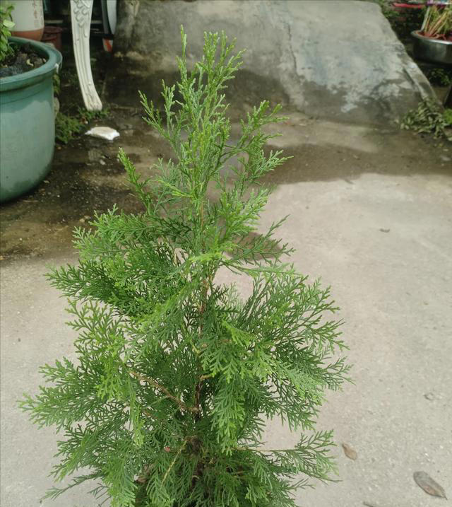 “阴树不进家门，阳树不进坟墓”，哪些是“阴树”和“阳树”呢？