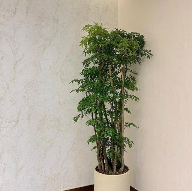 “阴树不进家门，阳树不进坟墓”，哪些是“阴树”和“阳树”呢？