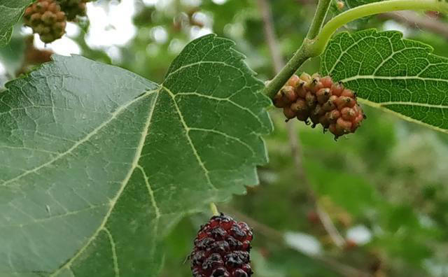 “阴树不进家门，阳树不进坟墓”，哪些是“阴树”和“阳树”呢？