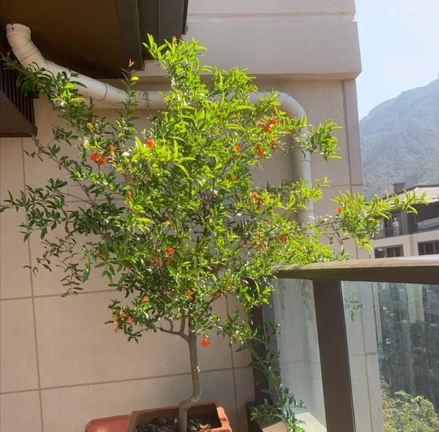 “阴树不进家门，阳树不进坟墓”，哪些是“阴树”和“阳树”呢？