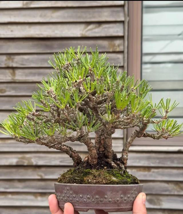 每次看看盆景，真的就像看了一次心里医生。