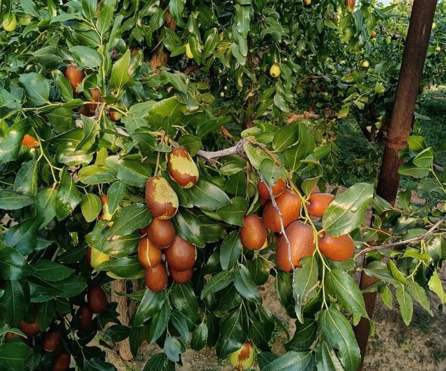 “阴树不进家门，阳树不进坟墓”，哪些是“阴树”和“阳树”呢？