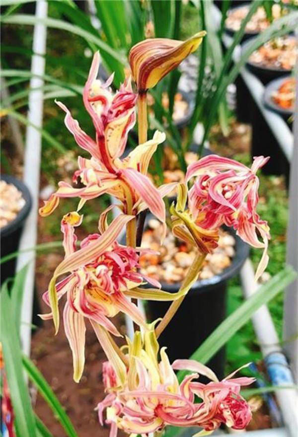 我国独特的“树形兰花”，确实不一般，花叶绝美，能开小半年