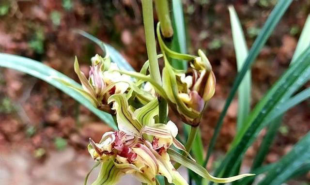 我国独特的“树形兰花”，确实不一般，花叶绝美，能开小半年