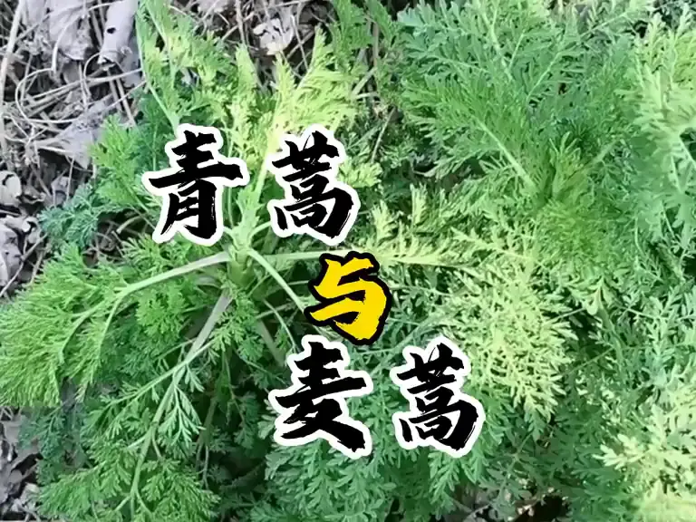 “青蒿”与“麦蒿”，嫩苗时非常像，你能区分清楚吗?