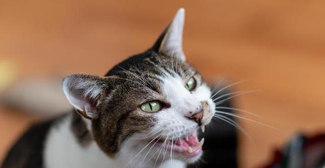 猫咪的“小心机”：揭秘爱猫那些隐藏的企图行为