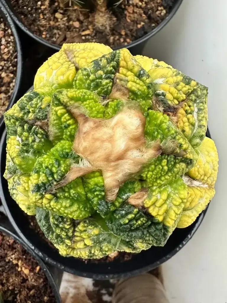 龟甲牡丹：岩间绽放的“植物大熊猫”