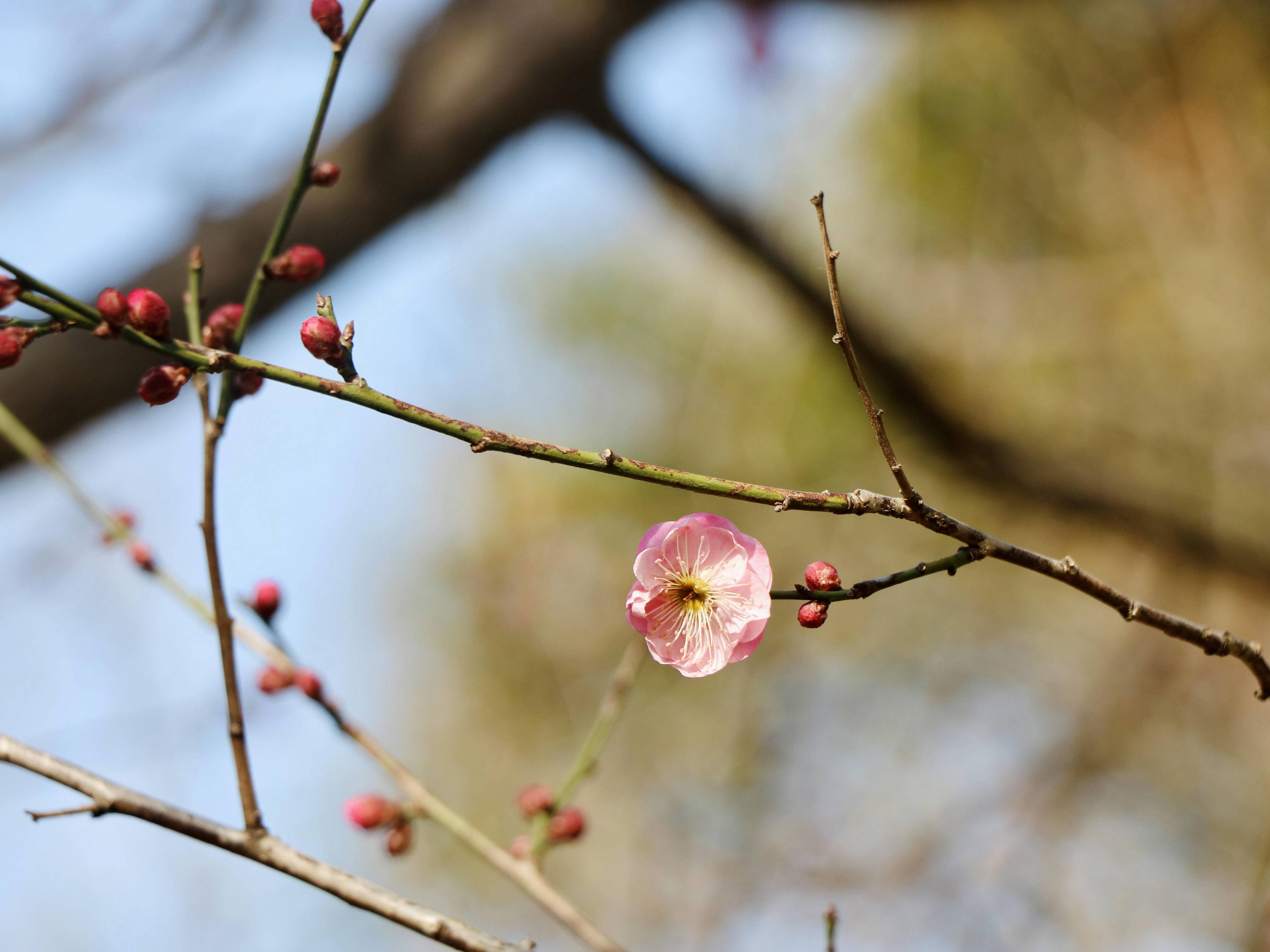 南京梅花山早梅“剧透”去探寻第一缕梅香