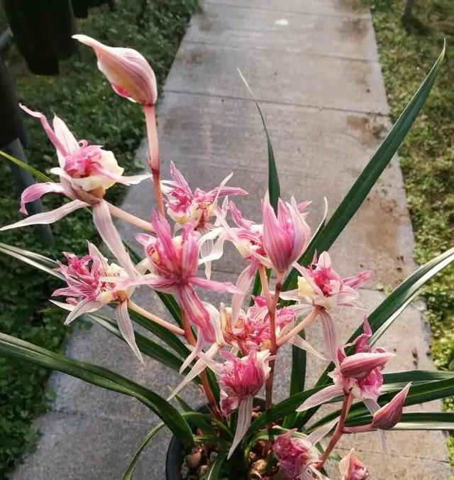 我国独有的树形兰花，确实不一般，花型独有，一朵香遍整栋楼