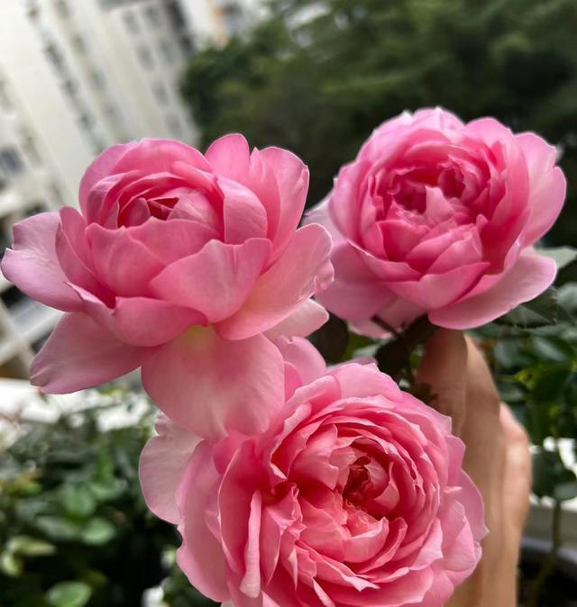 一款没缺点的国产月季，花美，浓香，刺少，多季绽放，夏花也漂亮