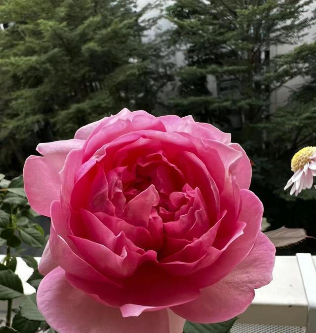 一款没缺点的国产月季，花美，浓香，刺少，多季绽放，夏花也漂亮