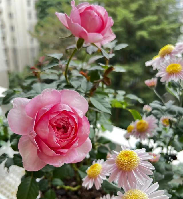 一款没缺点的国产月季，花美，浓香，刺少，多季绽放，夏花也漂亮