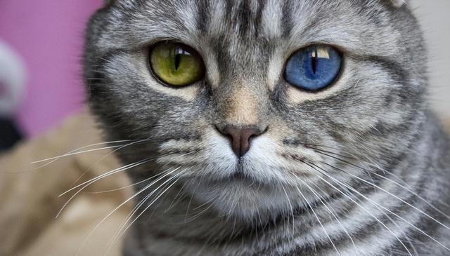 猫的帅：那些让人着迷的瞬间