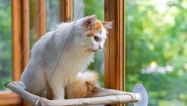 猫的帅：那些让人着迷的瞬间