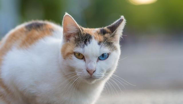 猫的帅：那些让人着迷的瞬间