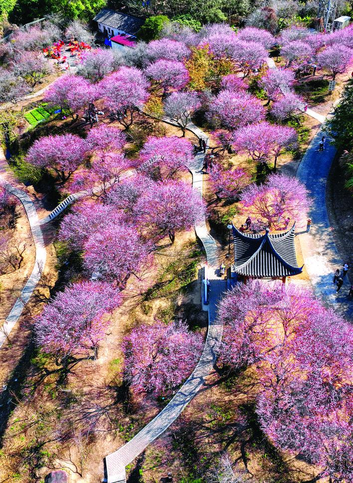 香雪漫梁化 梅花助振兴