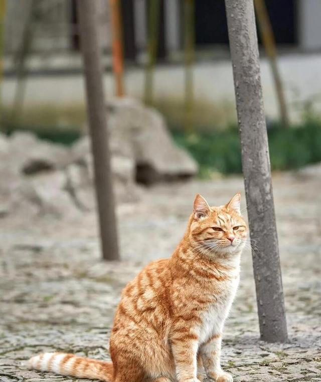 一只猫究竟能记住一个人多久，结局一定不会让你失望