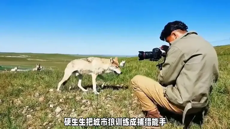 《重返狼群》：格林与狼的亲密故事