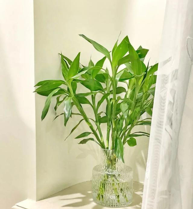 富贵竹、开运竹、转运竹、观音竹、龙竹，我可算是分清啦!