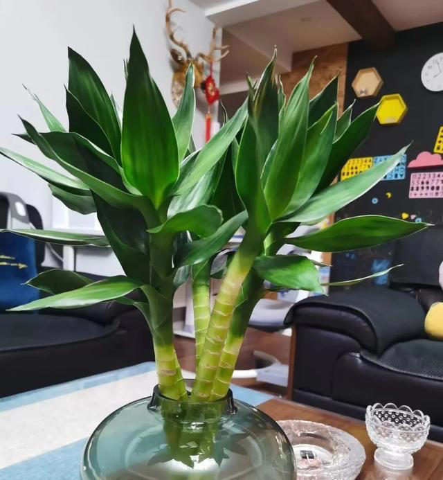 富贵竹、开运竹、转运竹、观音竹、龙竹，我可算是分清啦!