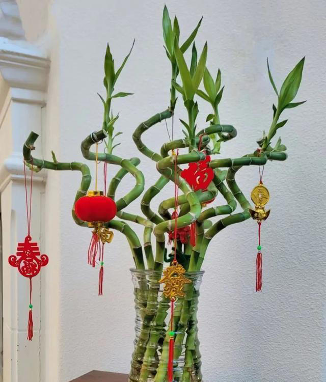 富贵竹、开运竹、转运竹、观音竹、龙竹，我可算是分清啦!