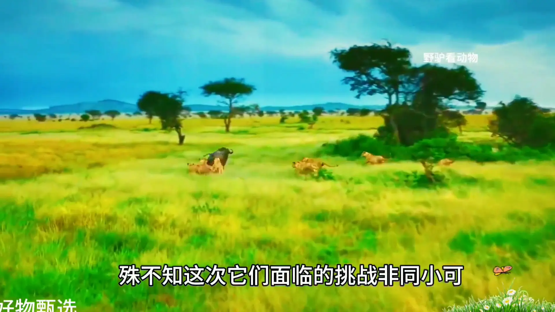 野牛孤身血战狮群，以一敌十竟占上风