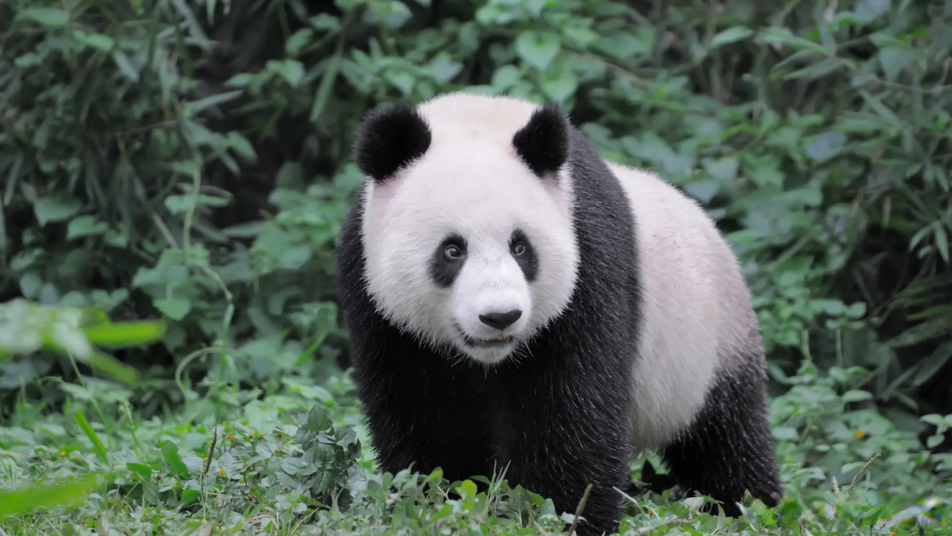 China Sends Ping Ping and Fu Shuang to Zoo Atlanta