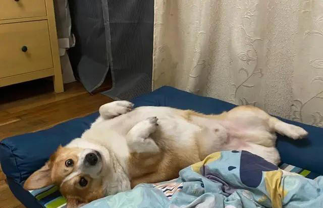 养狗久了才明白，狗狗一看到你就躺下打滚，原来是这些意思!