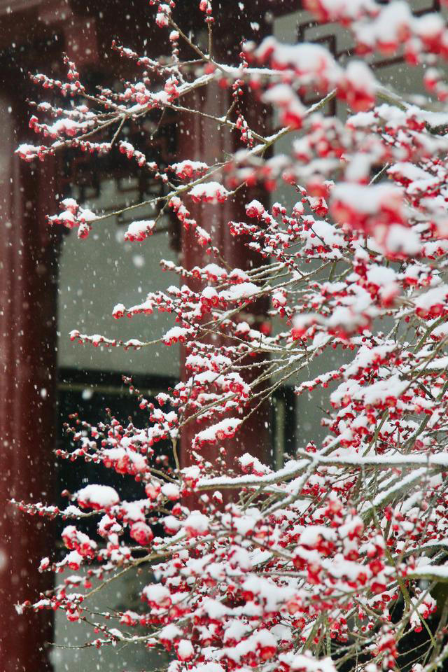 薄雪压枝，300年古梅破寒开放!武汉市迎来今年首场降雪，众多游客冒雪打卡东湖梅园