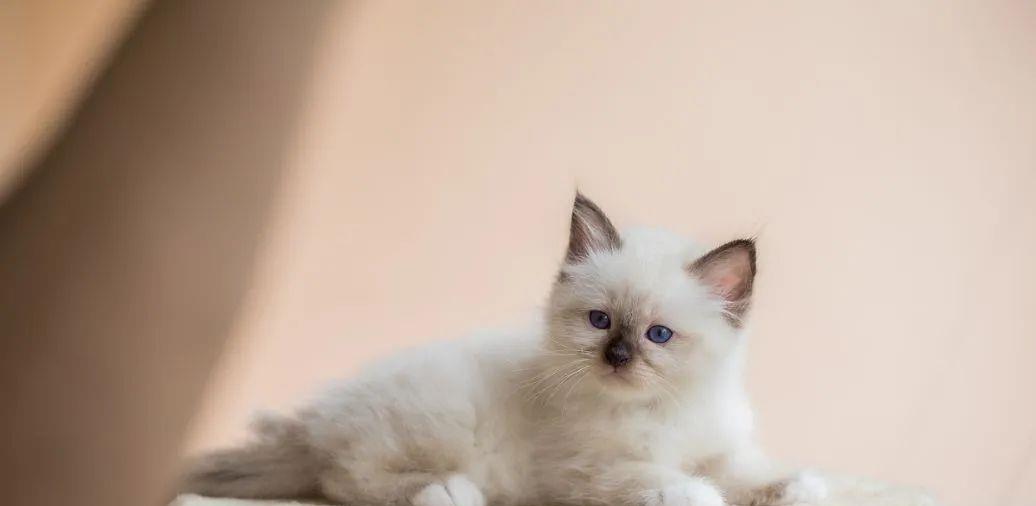 主人出差养猫，几斤猫粮惹的祸，铲屎官后悔想哭