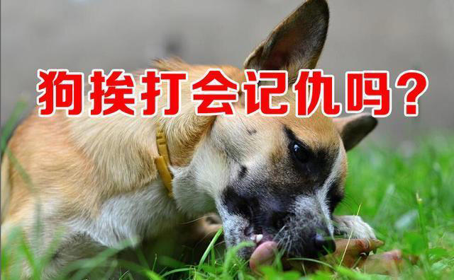 狗狗挨打会记仇吗? 真的会记恨或害怕主人吗?