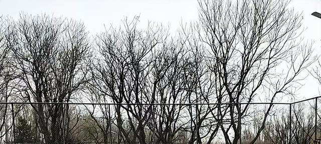 汪小菲接俩娃回北京，玥儿长高超像大S，打雪仗时一个动作好暖心